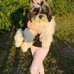 Shih Tzu pies szczeniak cudo kolor
