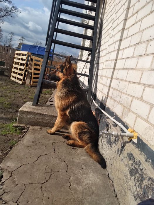 Німецька вівчарка