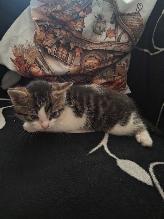 Oddam kotka w dobre ręce