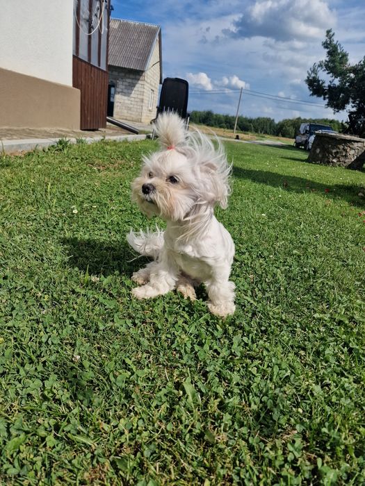 Sunia maltanczyk 2kg mini xss odchowana