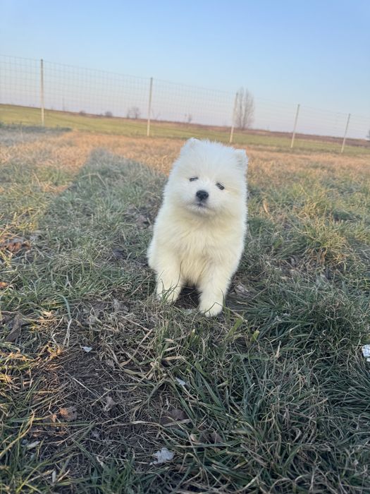 Piękna Suczka Samoyed Chip,Rodowód,Książeczka,Wyprawka!!