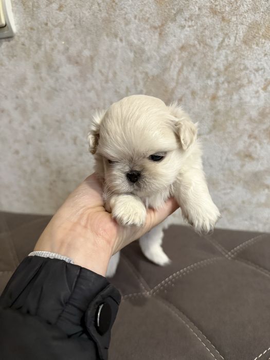 Королівські пекінесики білі