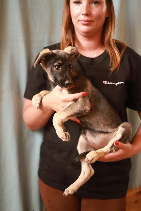Cichy,  spokojny i trochę nieśmiały szczeniak poleca sie do adopcji