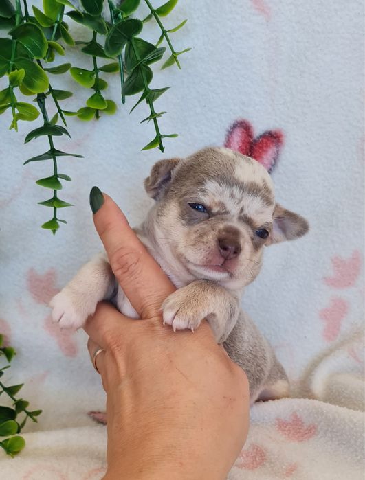 Excelente mini menina lilac merle Chihuahua/Chiuaua de Qualidade