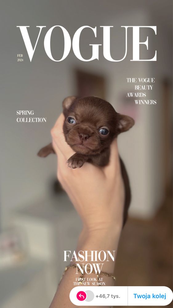 Reproduktor Chihuahua Chocolate FCI