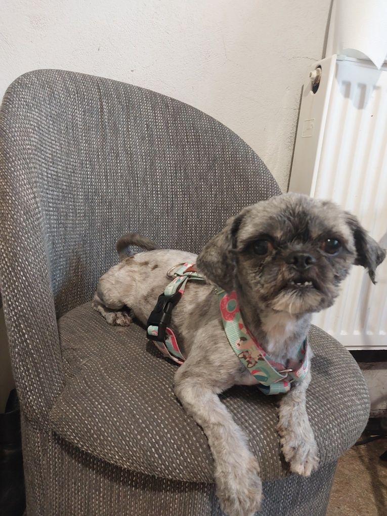 Shih tzu chłopczyk 3 latka