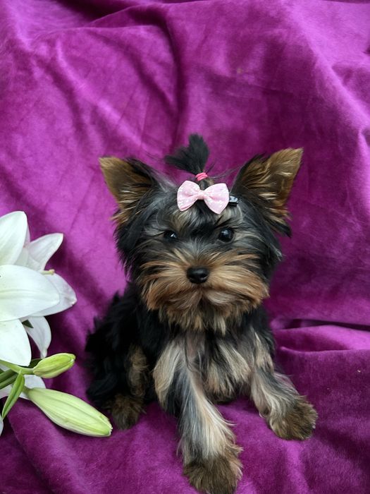 Yorkshire Terrier z rodowodem FCI sunia