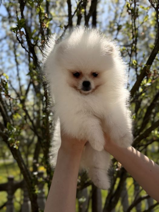 шикарна дівчинка шоу класу