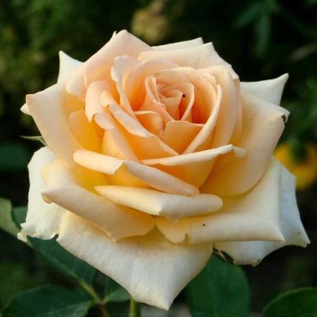 Саженцы чайно-гибридных роз (куствоые розы, висота 0.8-1.50 м)