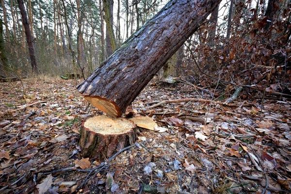 Спел деревьев в районе долгинцево