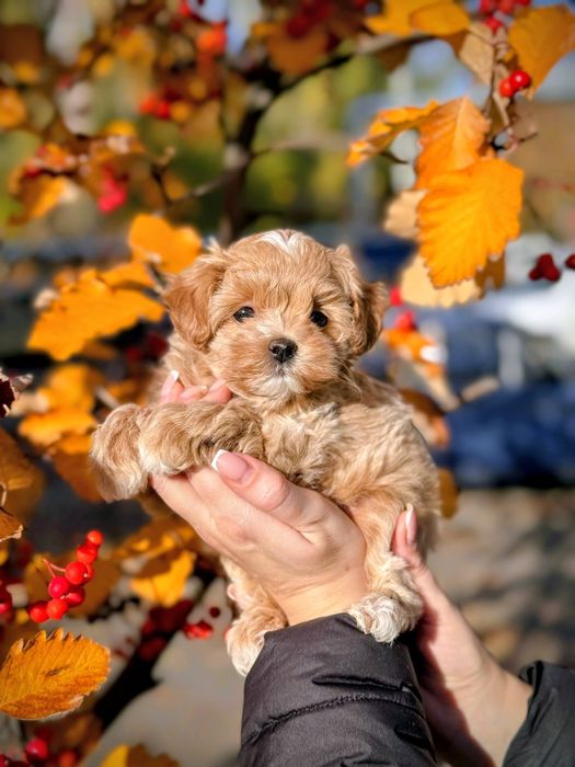 Хлопчик Мальтіпу Ф1 міні розміру