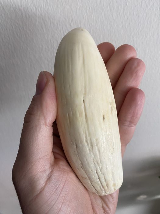 Dente cachalote antigo