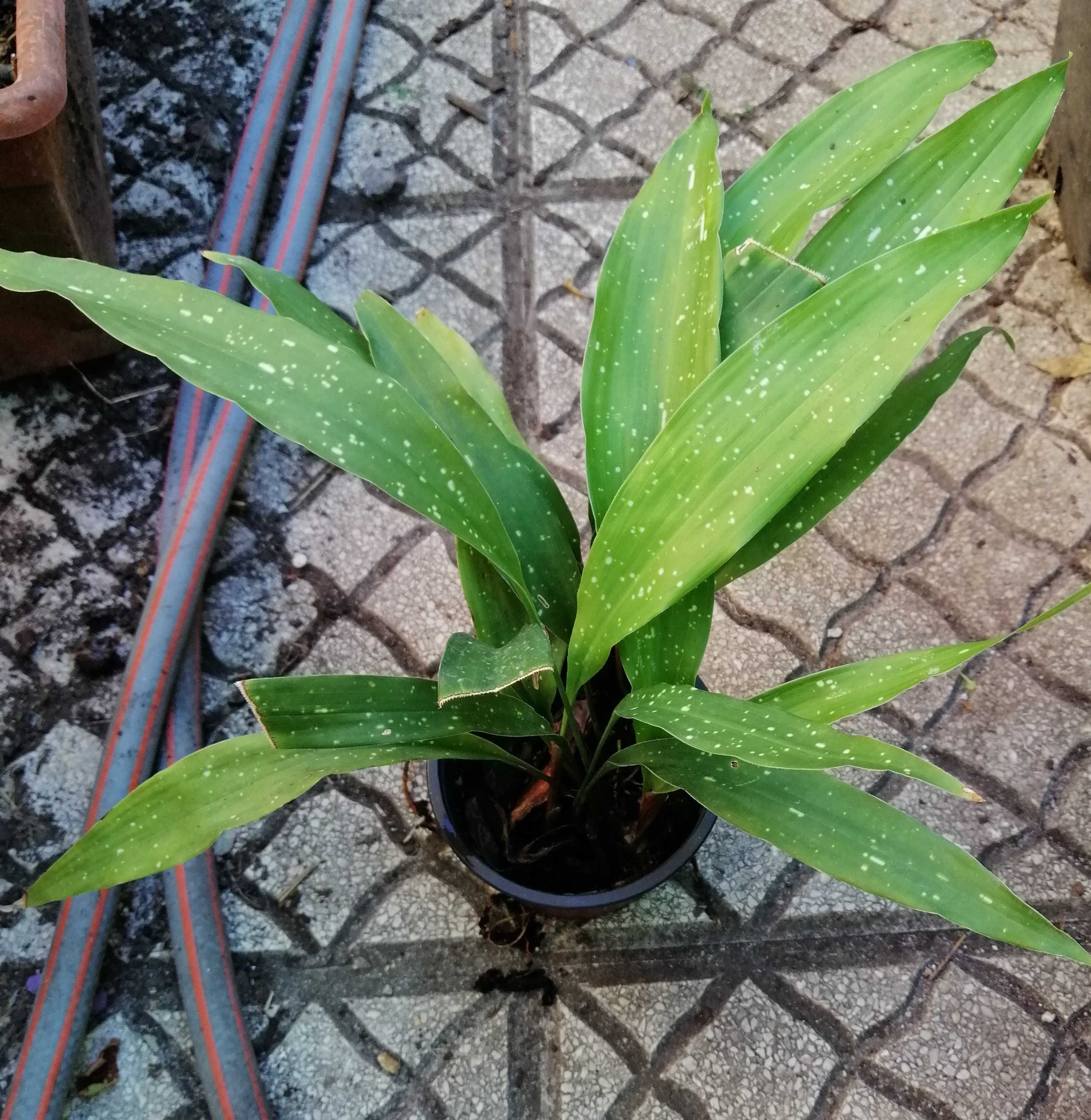 Aspidistra Elatior Milky Way