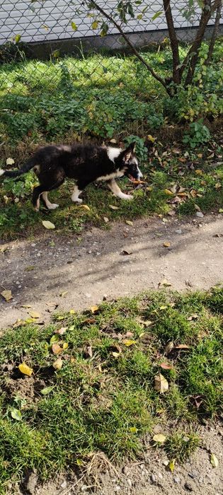 Border Collie ur.09. 06. 2025