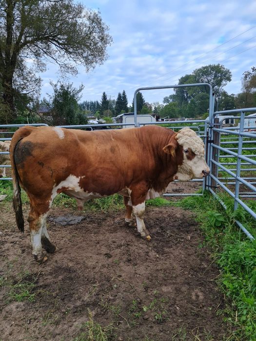 Angus czerwony, simental mięsny