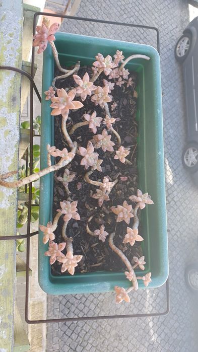 Vendo floreira com suculenta ofereço expositor e prato de fundo.