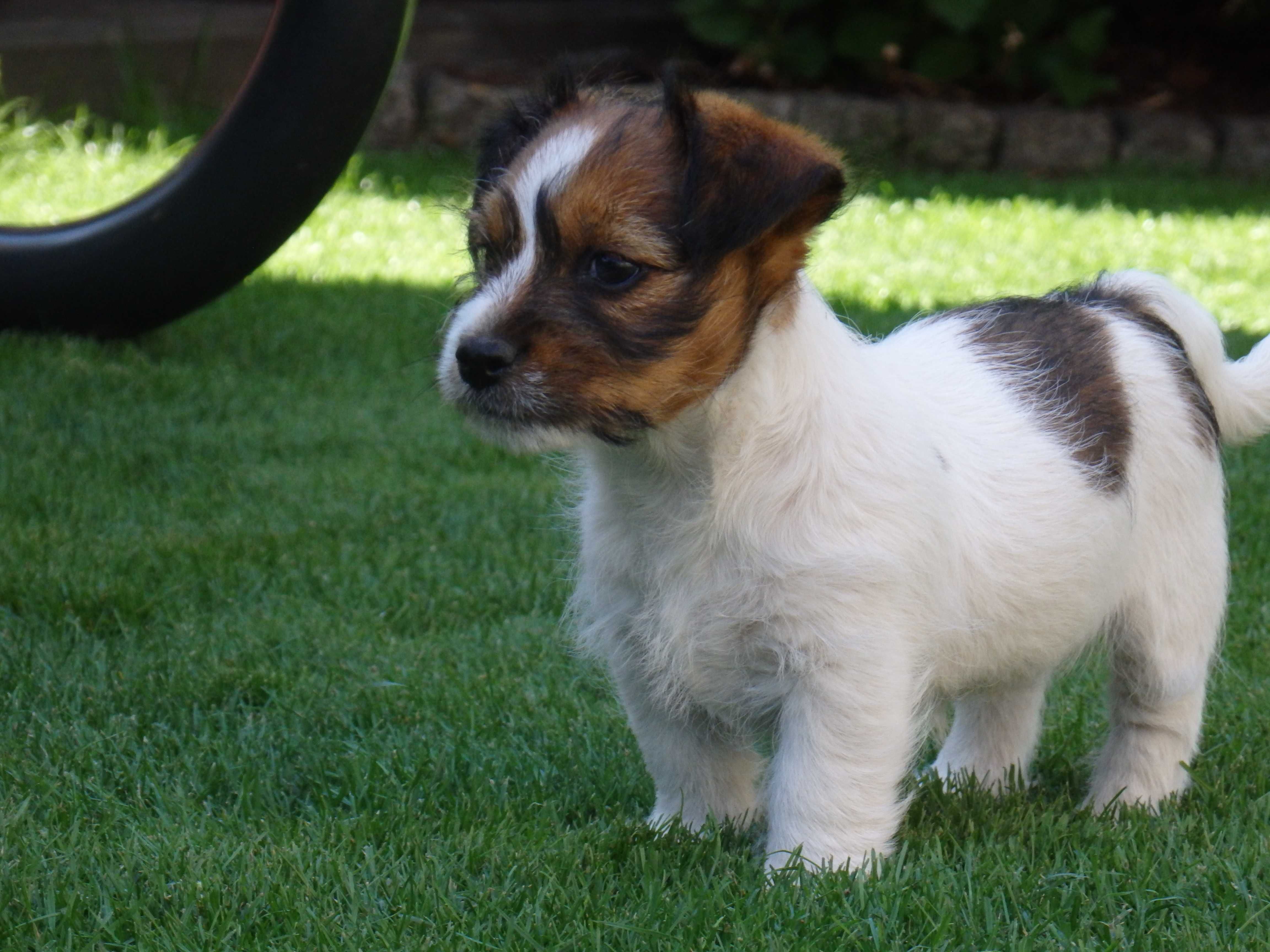 Jack Russell Terrier piękny SZORSTKOWŁOSY piesek READY for a new HOME