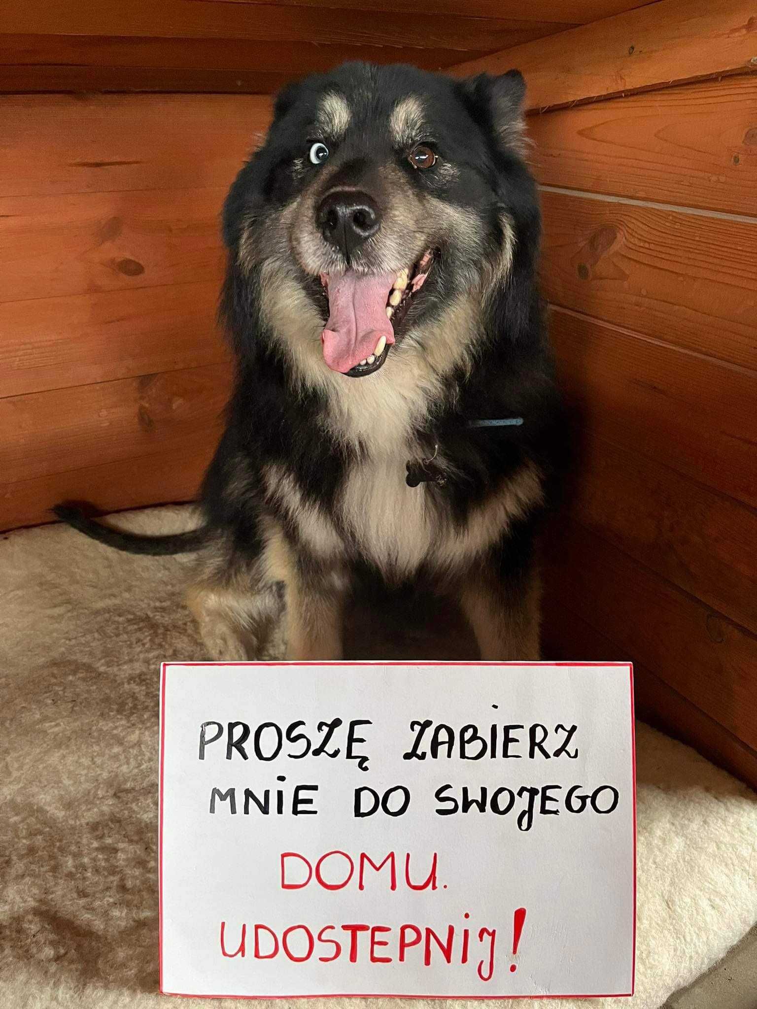 Szafir - pies w typie husky - młody łagodny