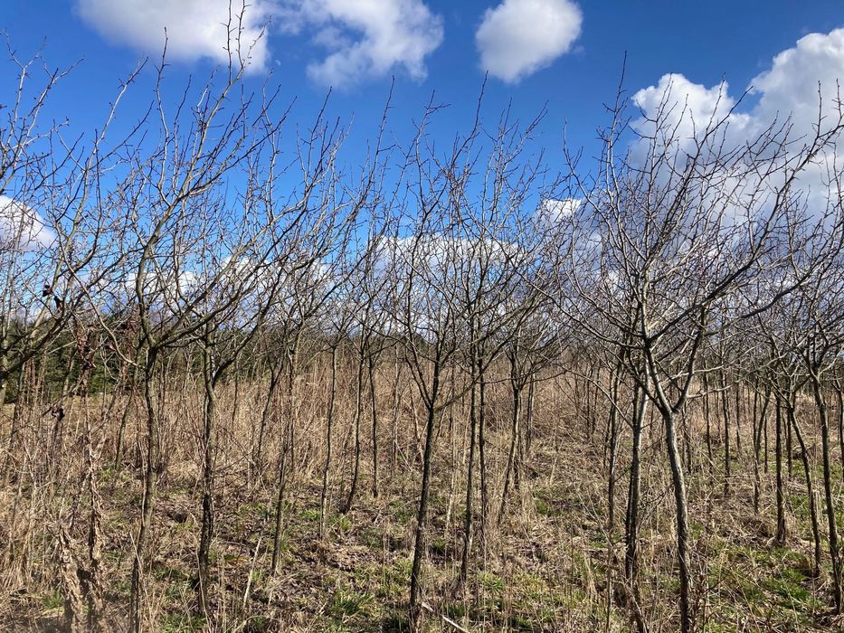 Głóg ostrogowy (Crataegus crus-galli) 12 zł/cm obwodu pnia (do 20 cm)