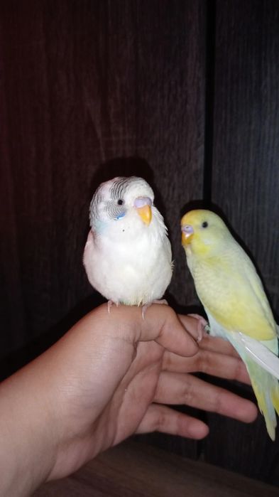 Periquitos domésticados/criados a mão