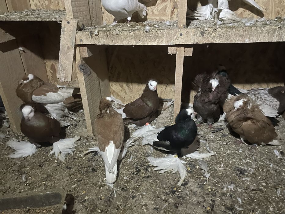 Gołębie mnichy/ zakonniki