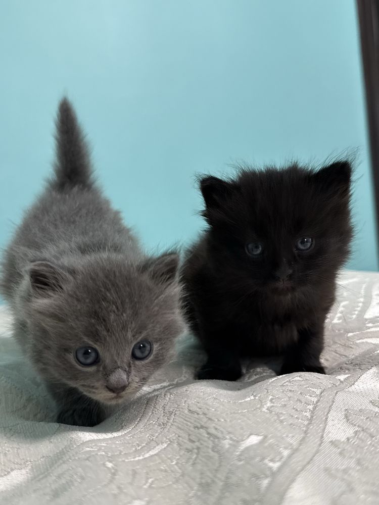 котики шукають люблячі родини