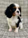 Cavalier king charles spaniel/samiec