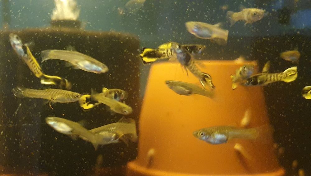 Gupik Endlera Tiger Cobra WYSYŁKA