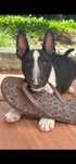 Bull Terrier Miniatura Macho com LOP