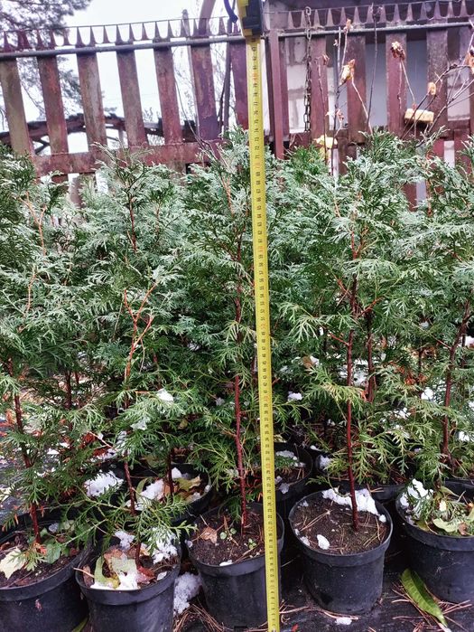 Декоративні рослини