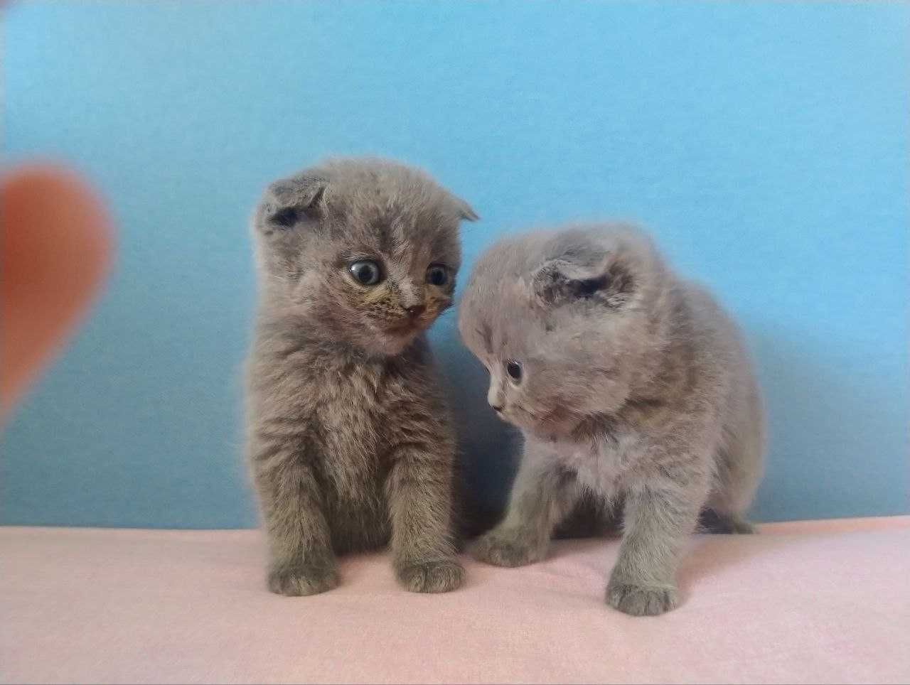 Продам висловухих кошенят.
