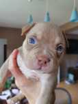 American Bully piesek czekoladowy trikolor