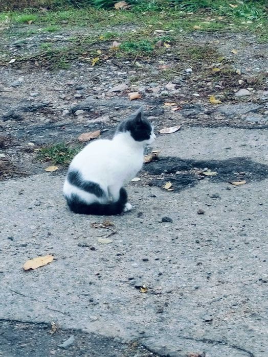 Нежная кошечка в поисках дома