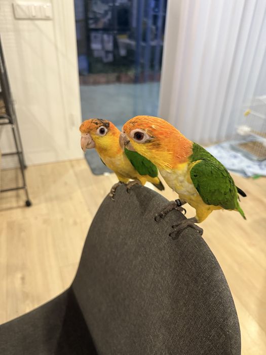 Marianinha criada ha mão Macho muito meigo