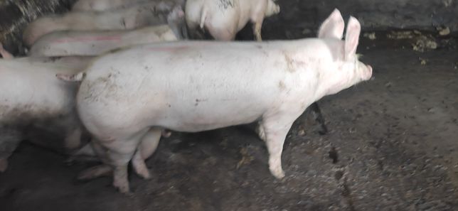 Продам свиней, свині живою вагою