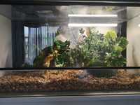 Szklane terrarium