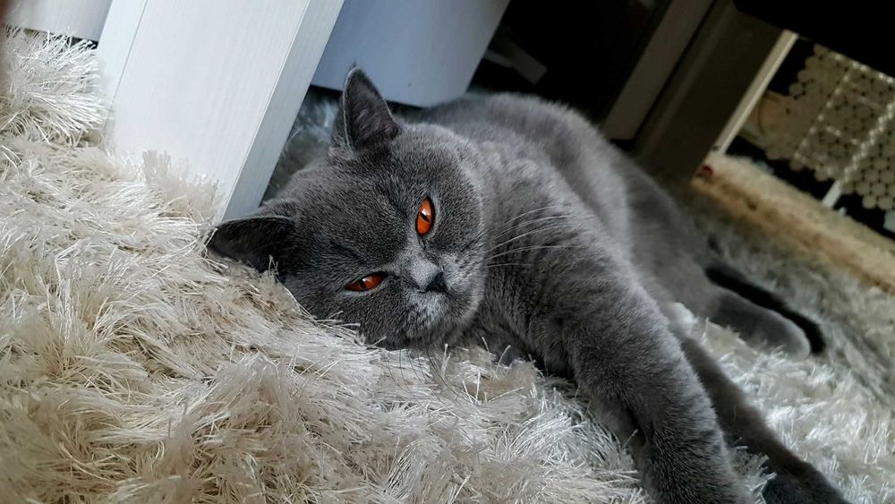 Kocurek brytyjski niebieski. Rodowód FPL.