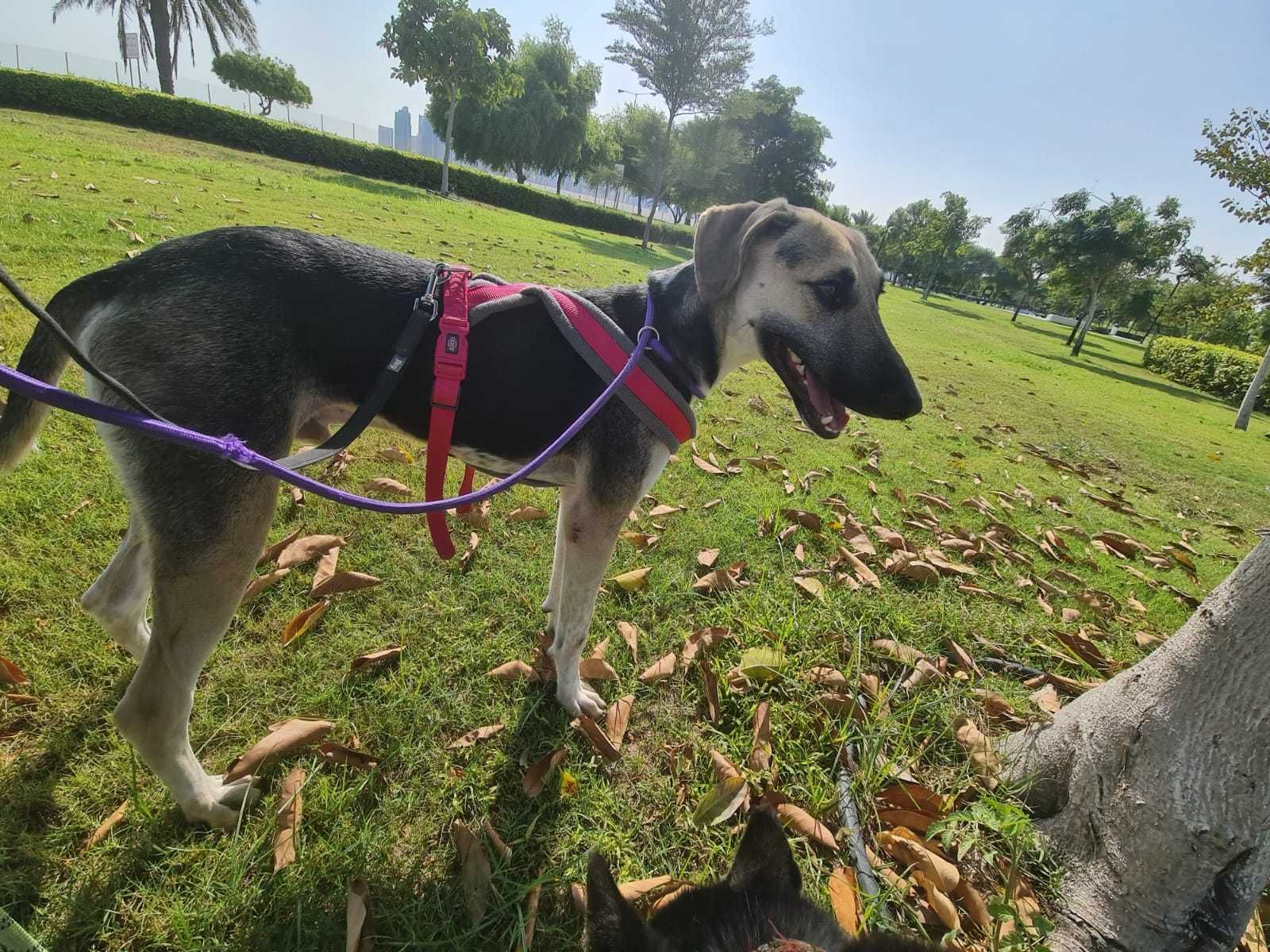 Cudem ocalały Patrick w typie charta perskiego saluki