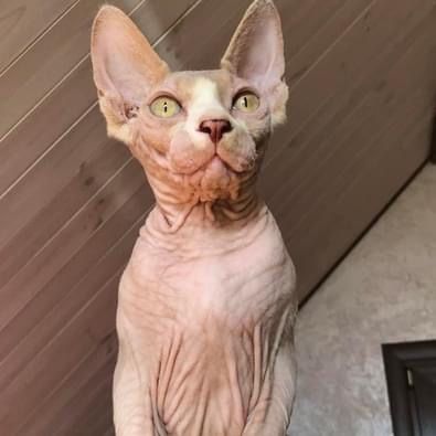 Канадские сфинксы