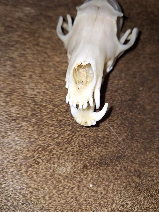 Czaszka lisa (naturalna(