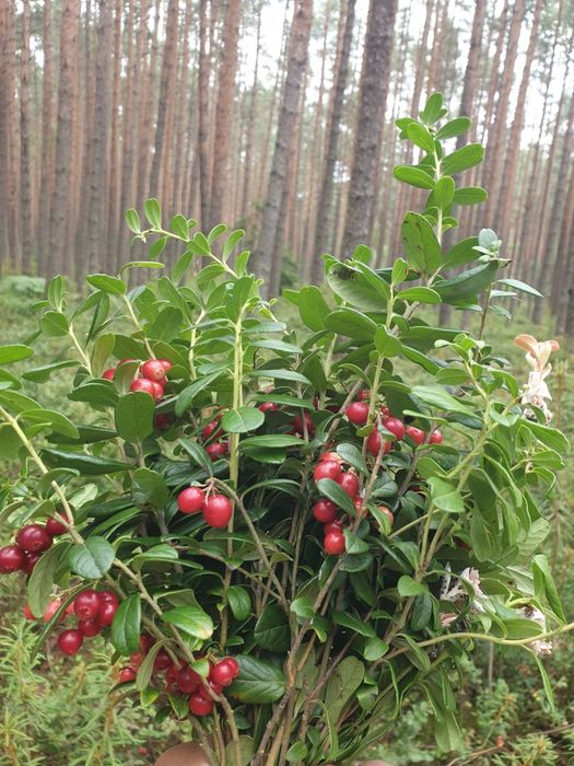 Брусниця карпатська свіжа з цукром ,сушена