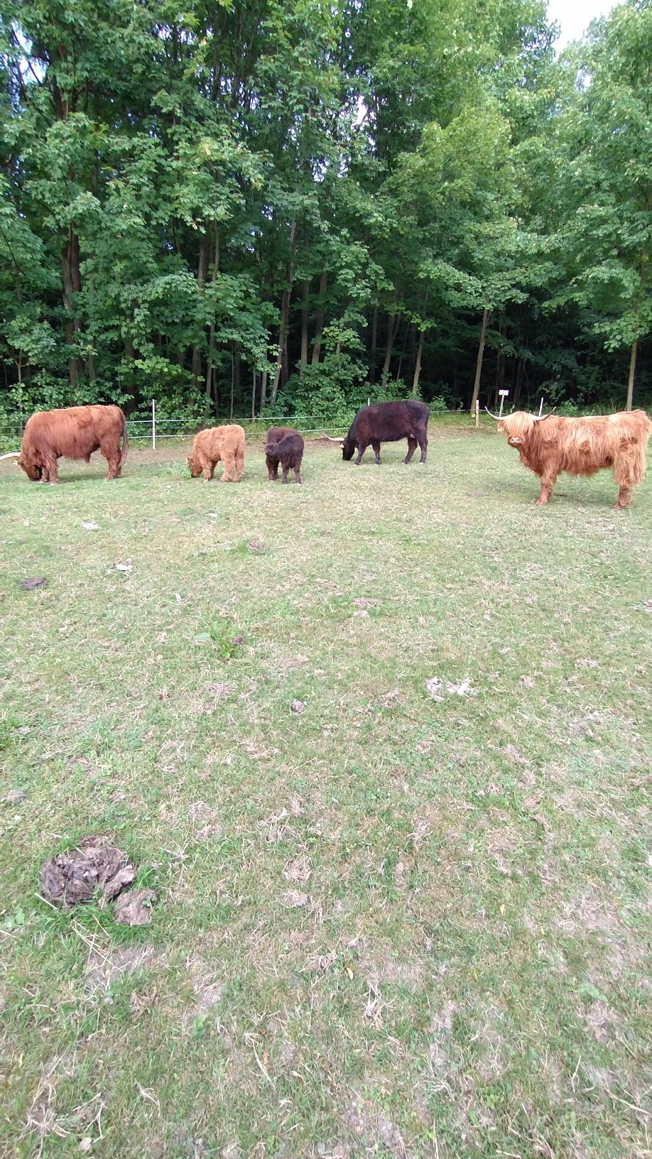 Sprzedam stado rasy highland.