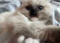 Ragdoll kotka Artemida