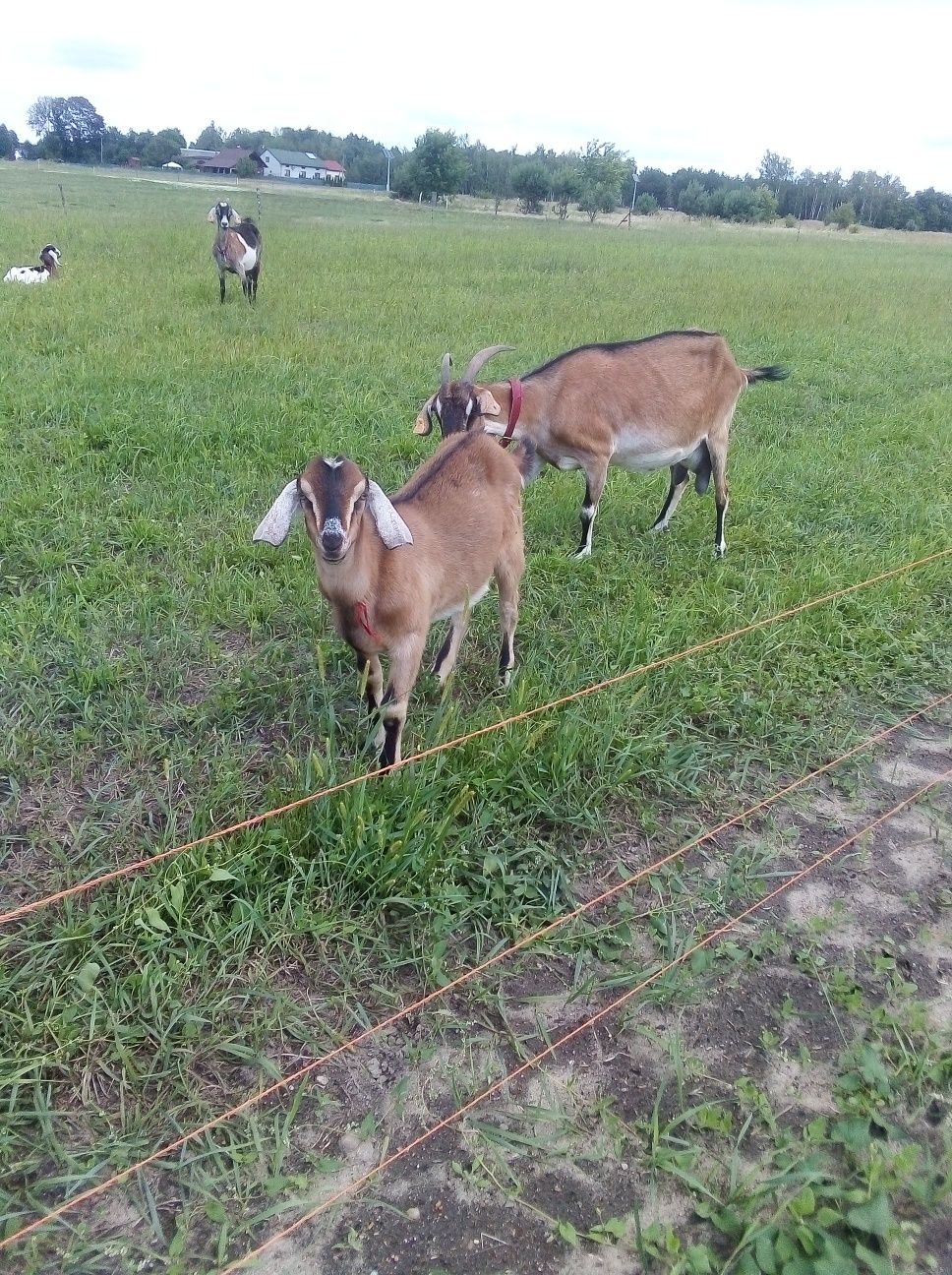 Koziołek mix anglonubijski