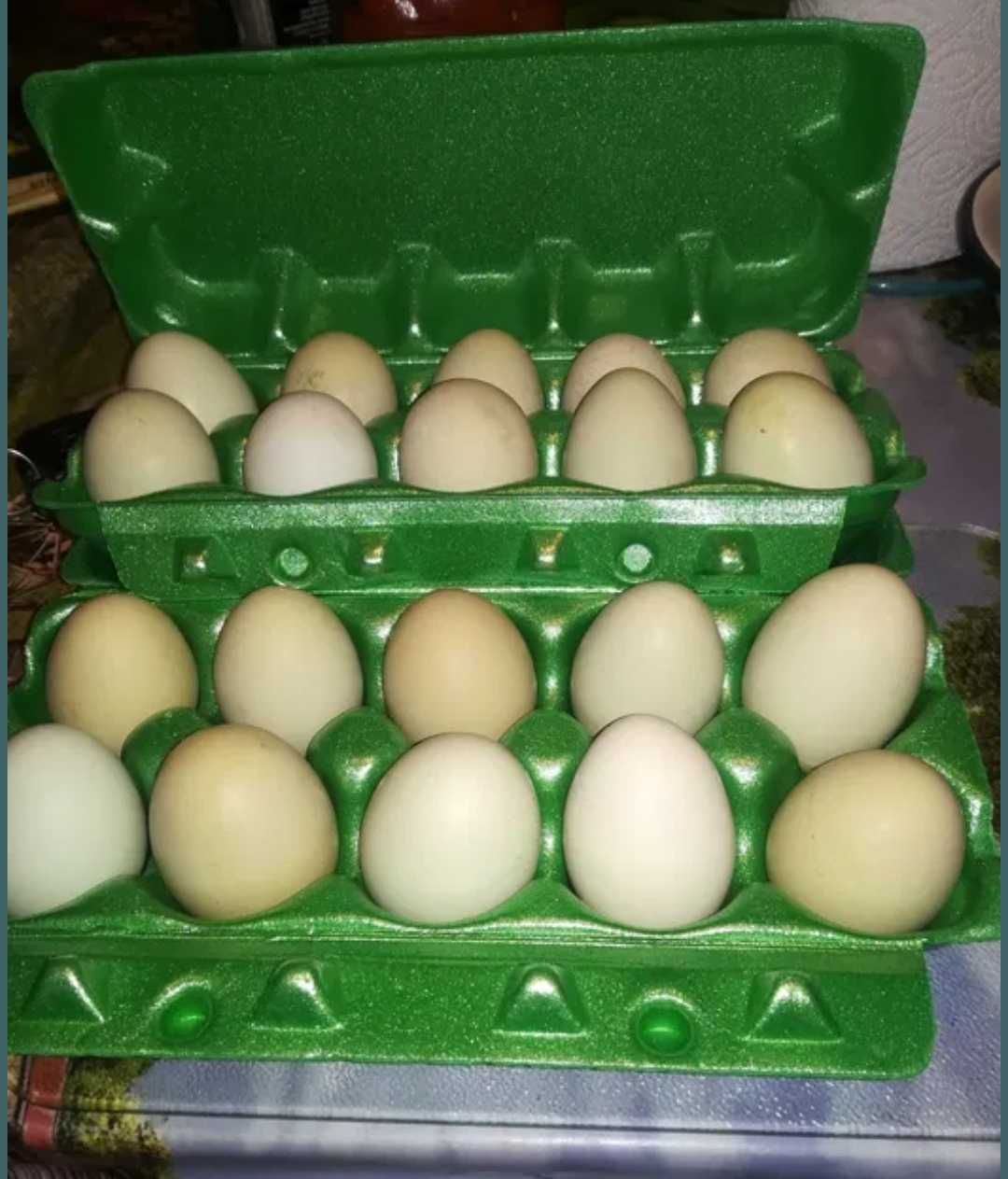 Jajka zielone 1.50