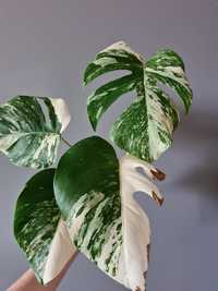 Monstera variegata