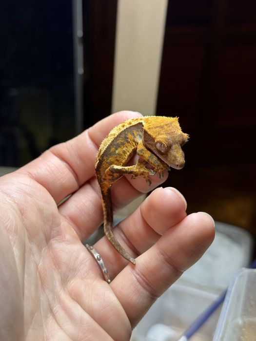 Gekony orzęsione / Gekon orzęsiony