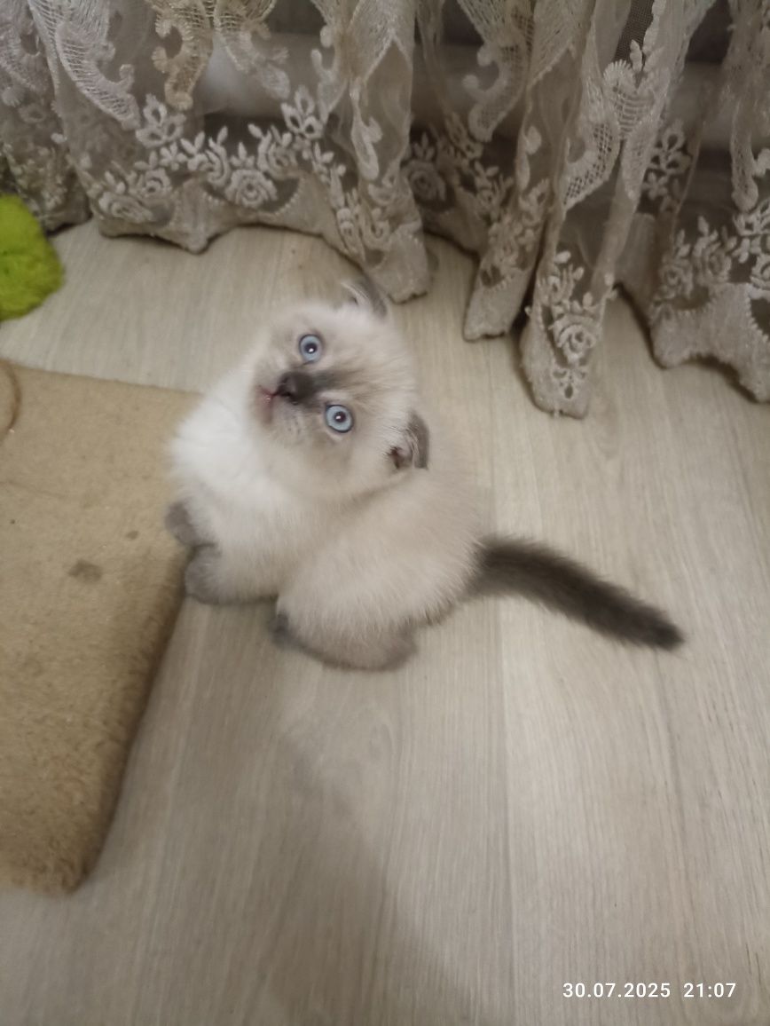 Скотіш страйт Скотіш фолд