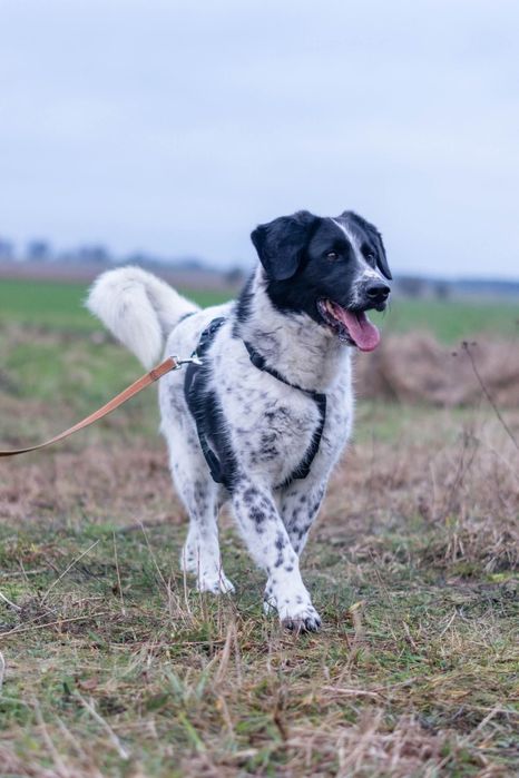 Kajtek już 5 lat czeka w Schronisku Nadzieja Napierki