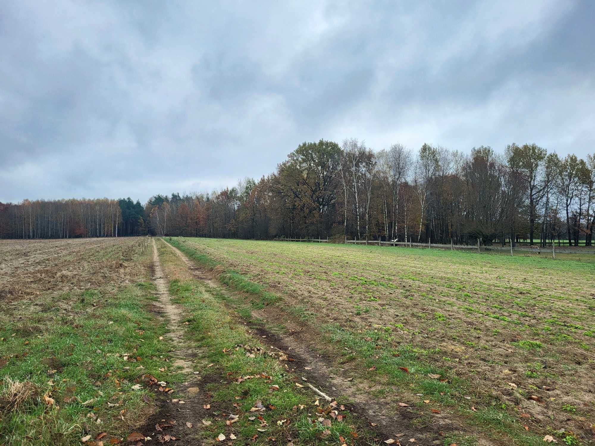 Działka przy lesie, niedaleko rzeki - Wola Młocka, k. Ciechanowa